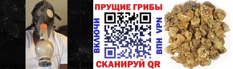 цена   Палласовка  Псилоцибиновые грибы Cubensis 